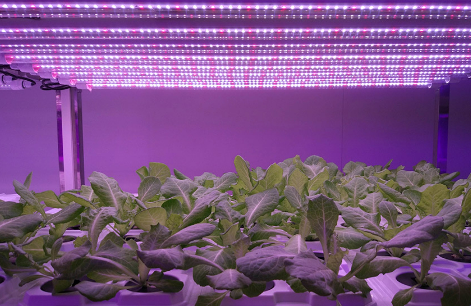 Characteristic of the Plant Factory-Can be Widely Planted