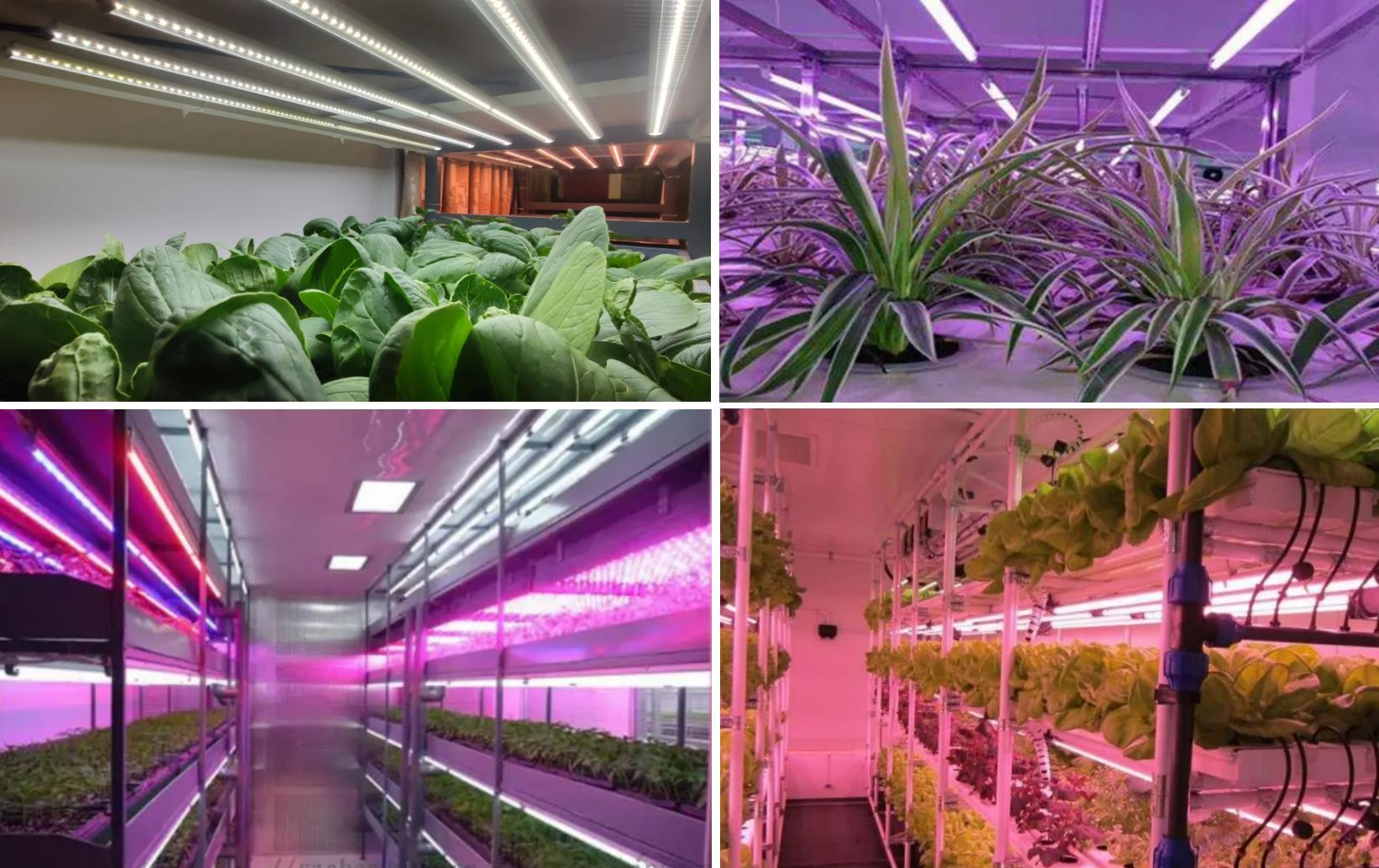 Considerations for choosing waterproof LED tube housings in plant lighting